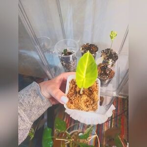 Silver Dragon Scale Alocasia